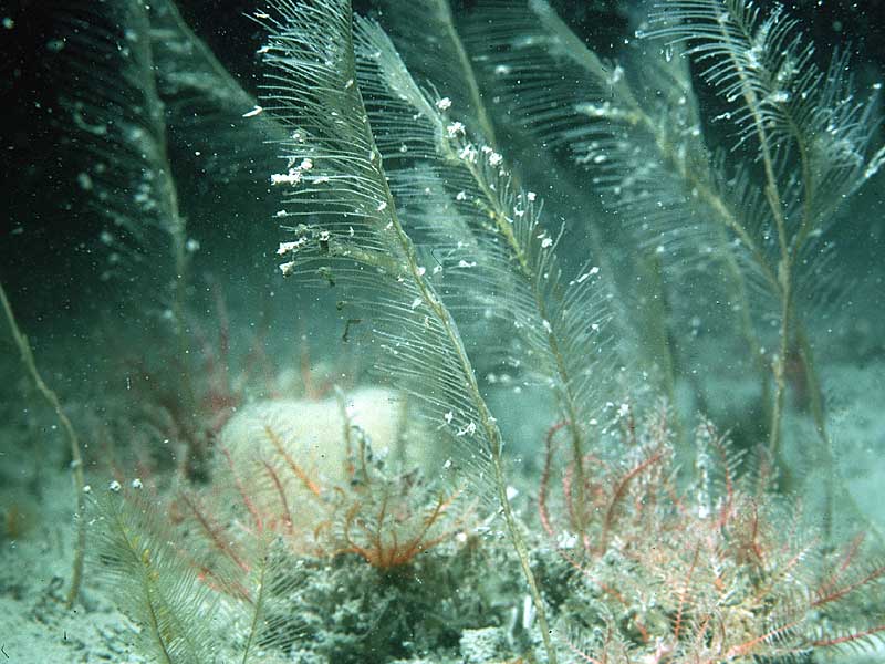 Lytocarpia myriophyllum